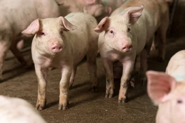 Свинья на заводе — стоковое фото