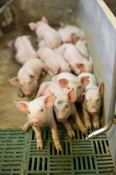 Cerdos en la fábrica — Foto de Stock