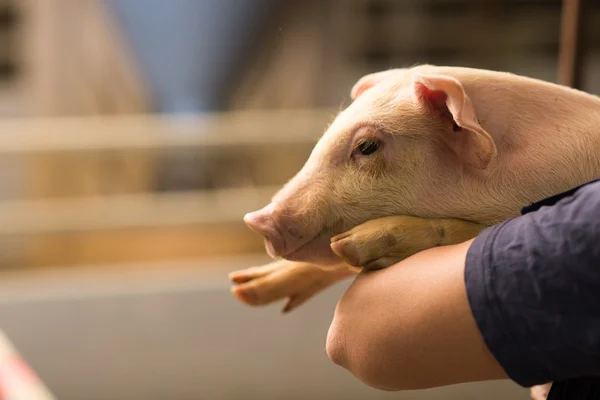 Pig at factory — Stock Photo, Image