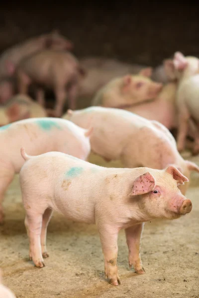 Schwein in Fabrik — Stockfoto