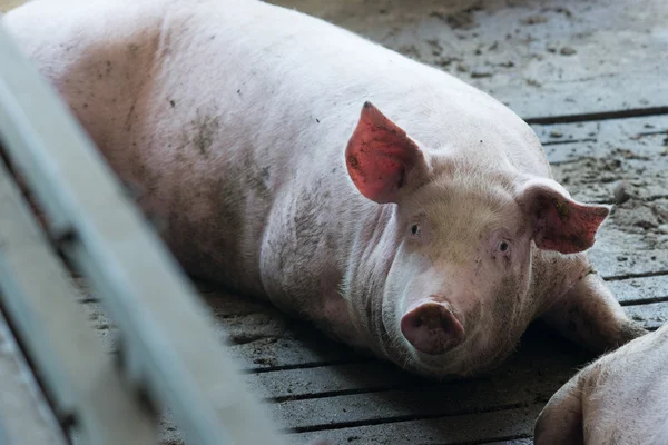 Varken in fabriek — Stockfoto