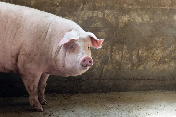 Varken in fabriek — Stockfoto