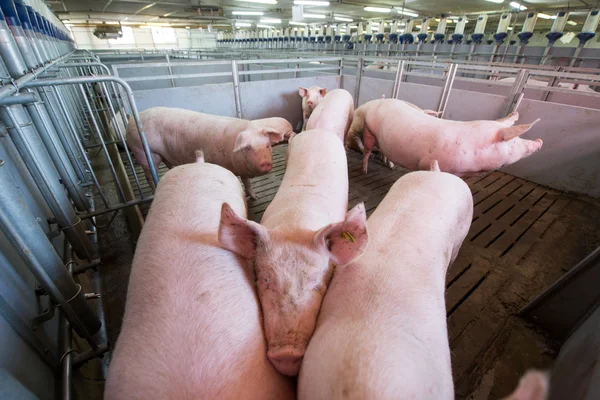 Pig at factory — Stock Photo, Image