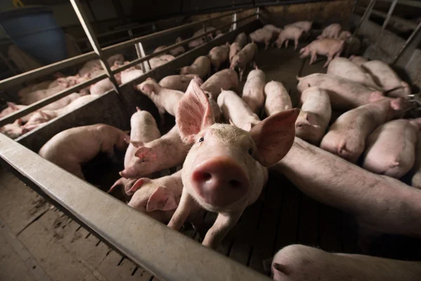 Schwein in Fabrik — Stockfoto