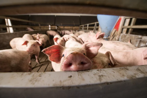 Porco na fábrica — Fotografia de Stock