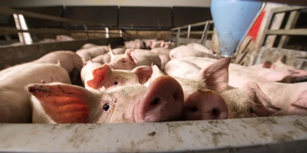 Fabrikada domuz — Stok fotoğraf