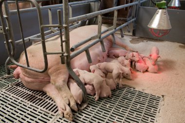 Domuzlar af bir fabrika