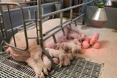 Domuzlar af bir fabrika