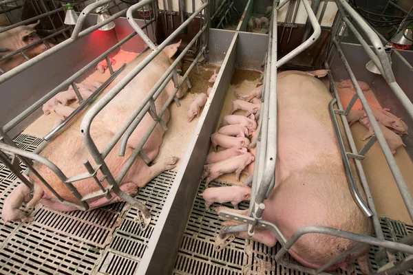 Pigs af a factory — Stock Photo, Image