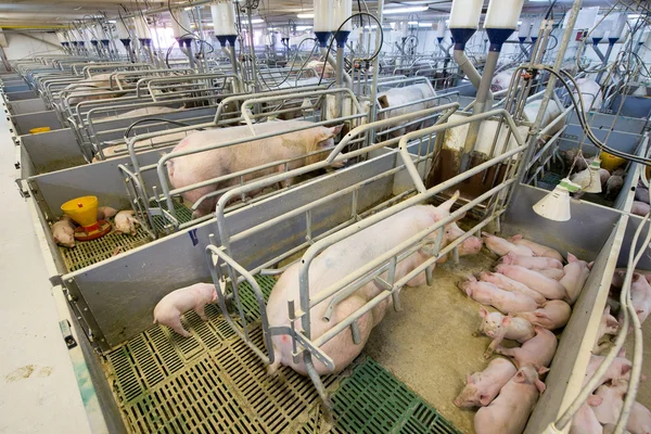 Schweine in einer Fabrik — Stockfoto