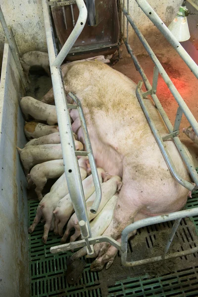 猪 af 工厂 — 图库照片