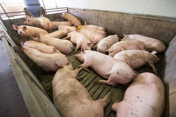 Porcos em uma fábrica — Fotografia de Stock