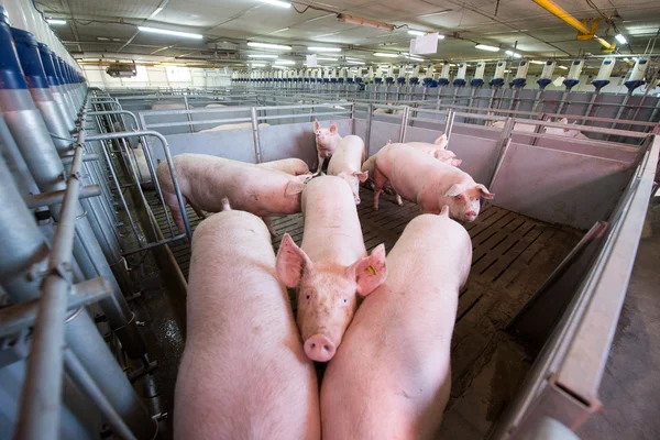 Pigs at a factory — Stock Photo, Image