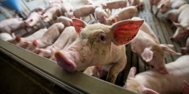 Domuzlar bir fabrikada