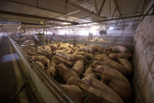 Porcos em uma fábrica — Fotografia de Stock