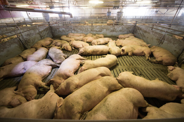 Pigs at a factory