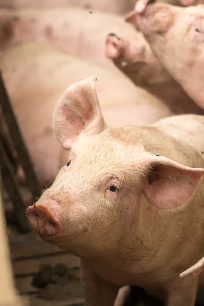 공장에서 돼지 — 스톡 사진