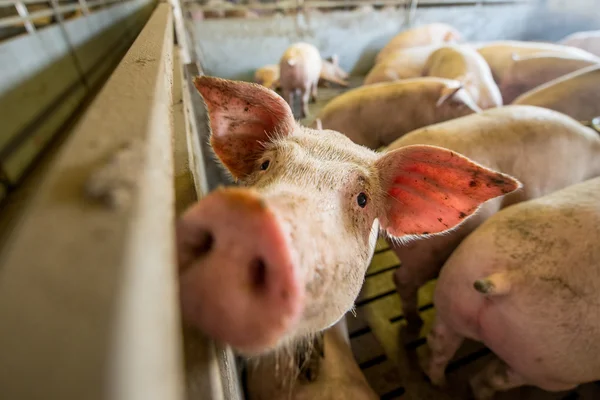 Свиньи на заводе — стоковое фото