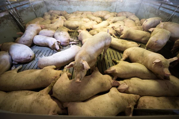 Γουρούνια σε ένα εργοστάσιο — Φωτογραφία Αρχείου