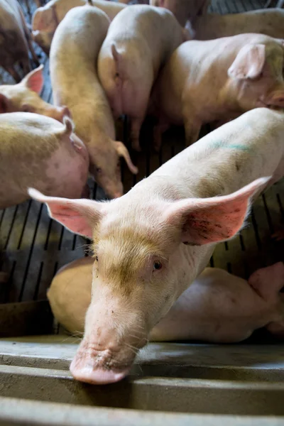 Свиньи на заводе — стоковое фото