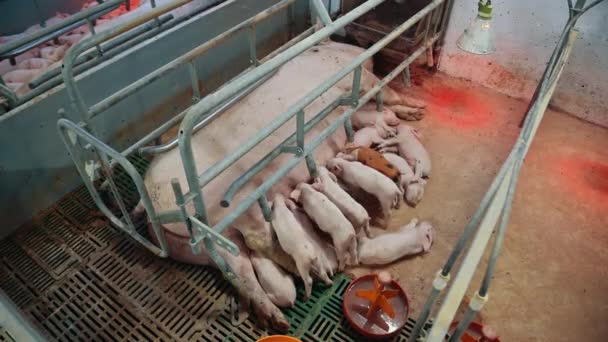 Indústria suinícola agricultura animal leitão rural — Vídeo de Stock