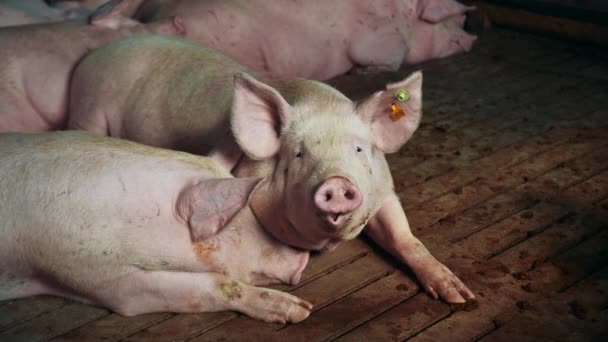 Сільськогосподарська свинарство сільське господарство тваринне сільське порося — стокове відео