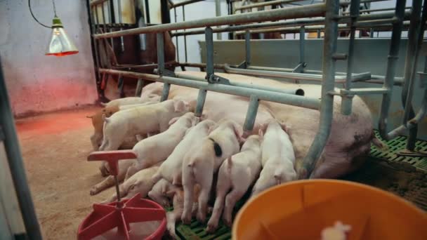 Indústria suinícola agricultura animal leitão rural — Vídeo de Stock