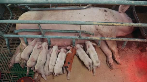 Gazdaság sertésipar mezőgazdaság állat vidéki malac — Stock videók