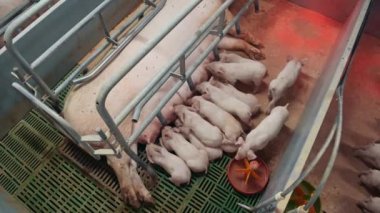 Çiftlik domuzu endüstrisi tarım hayvanı kırsal domuz yavrusu