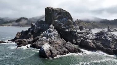 Deniz Aslanı Kaya Hint Sahili Pasifik Okyanusu Hava Aracı