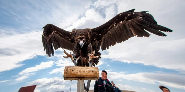 Mongolia - 17 maja 2015: Orzeł specjalnie wyszkolonych do polowań w pustyni Mongolii w pobliżu Ułan-Baator. — Zdjęcie stockowe