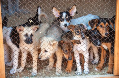çok sevimli yavru kafeste