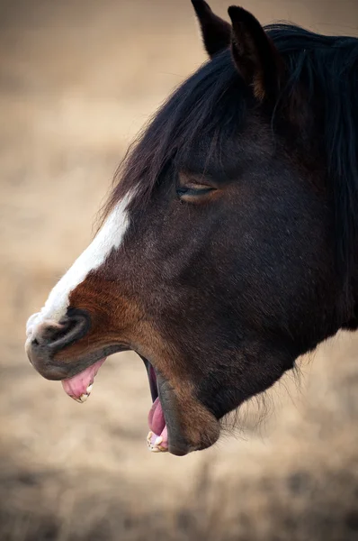 Portrait d'une tête de cheval bâillant — Photo