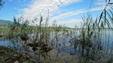 Varese Gölü kıyısında sazlık yatak