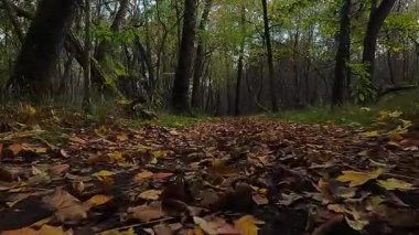 Sonbahar yaprakları arasında ormanda bir yürüyüş.