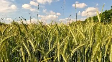Yazın güzel sarı buğday tarlası