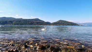 Göl kıyısında güzel bir kuğu