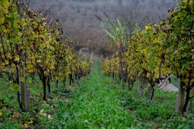 Piedmont kırsalında sıra sıra asmalar