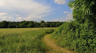 Dar orman yolu Yoğun yeşil ormanlarda kayboluyor