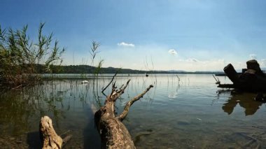Tranquil Lakeside 'dan Sıcak Yaz Öğleden Sonra Kuğu ve Ördekler