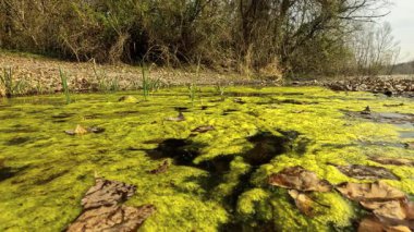 Sessiz Orman Akıntısının yanında Durgun Su Havuzu oluştu