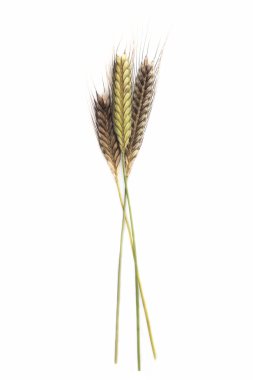 Pedmont alanında einkorn