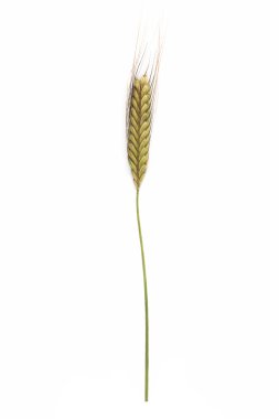 Pedmont alanında einkorn