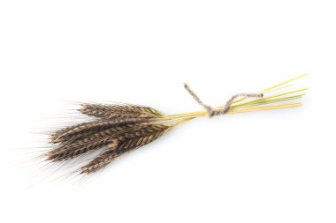 Enkir triticum monococcum