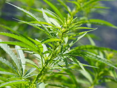 Güneş ışığı esrar