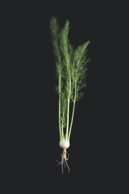 Fennel on black background clipart