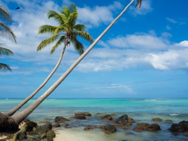 relaxing tropical beach clipart