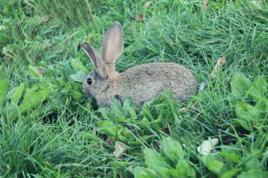 Bahar hava güneşli doğa