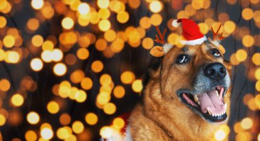 Noel Baba şapkası ve geyik boynuzu takan sevimli kırmızı köpek Mutlu Noeller, yeni yıl kartı kutlaması