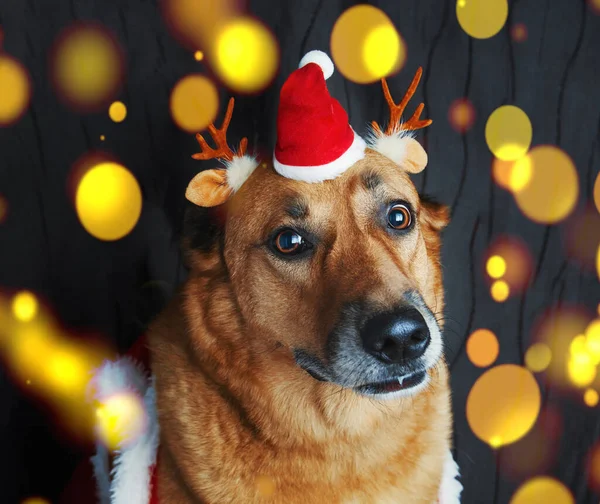 Mignon Chien Rouge Portant Chapeau Père Noël Corne Cerf Noël — Photo